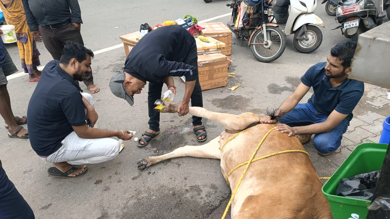 Cow Treatment in Bistupur