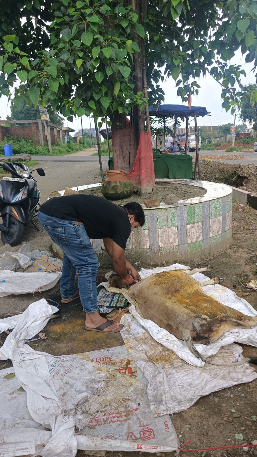 Cow Rescue in Sakchi