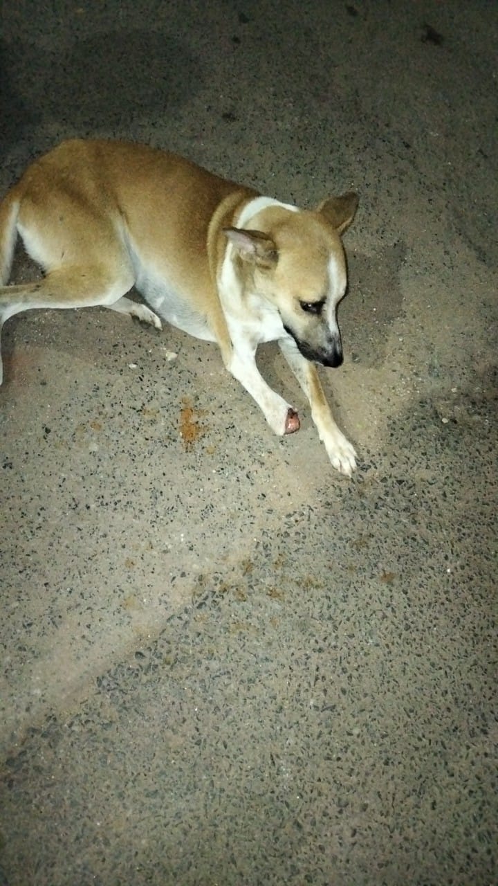 Injured Dog in Sidhgora