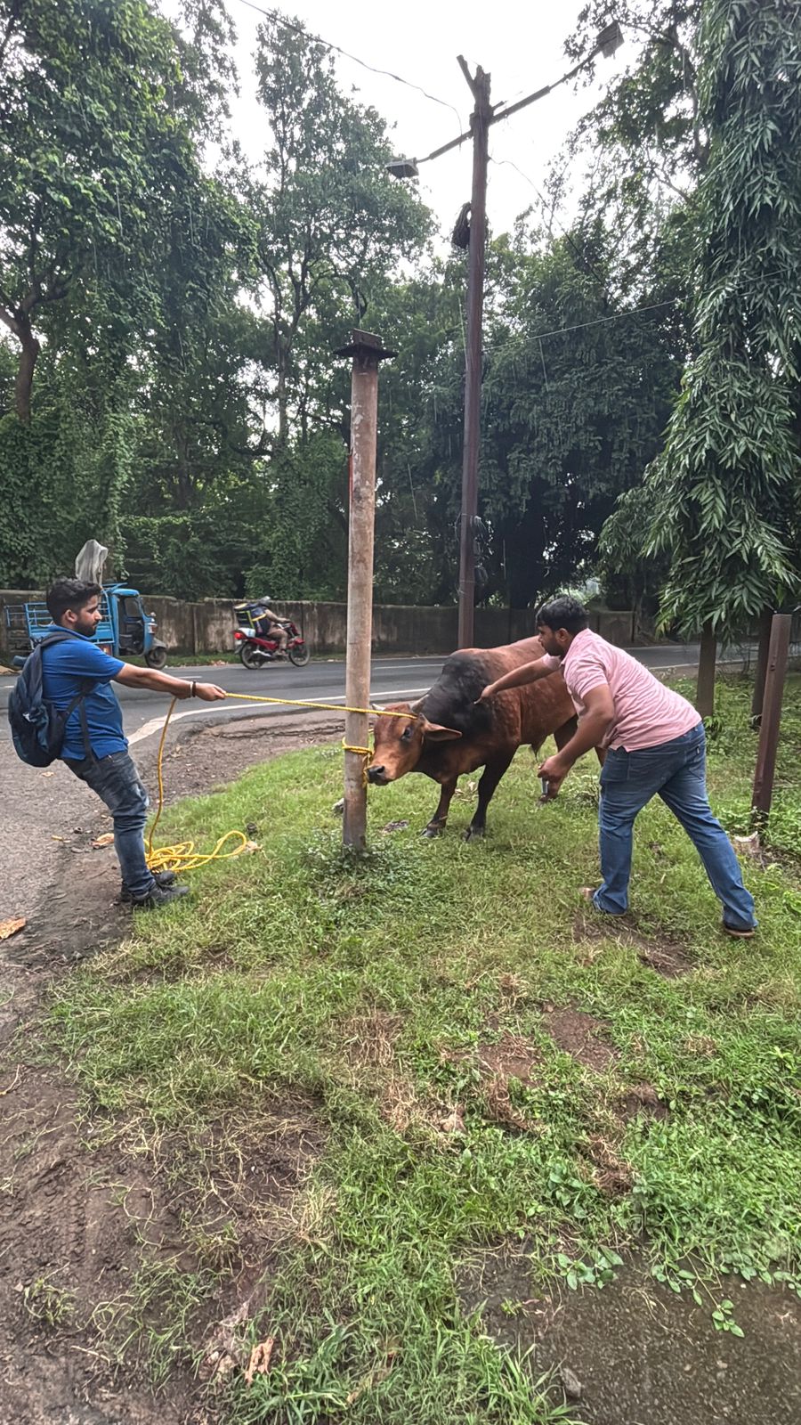 Cow Rescue in Telco